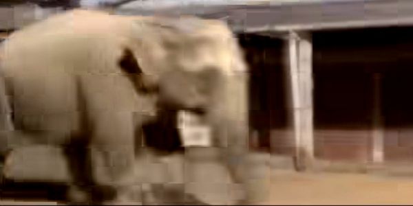 जंगलमहल में फिर हाथियों का आतंक, 24 घंटे में दो जिलों में दो की मौत