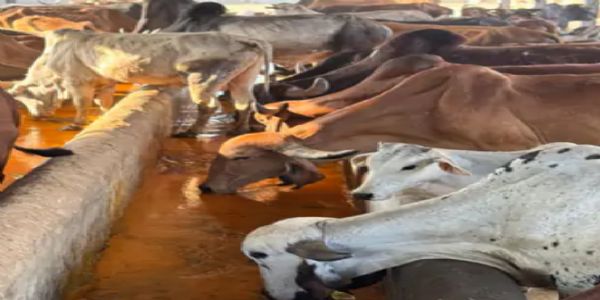 गौमाता को परोसा गया 2001 किलो आम का रस