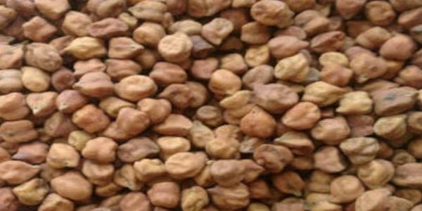 देशी चने के लोगो का प्रतीकात्मक चित्र