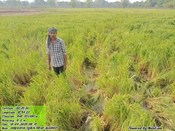 हाथियों से नुकसान रबी धान फसल को दिखाते हुए पीड़ित किसान।