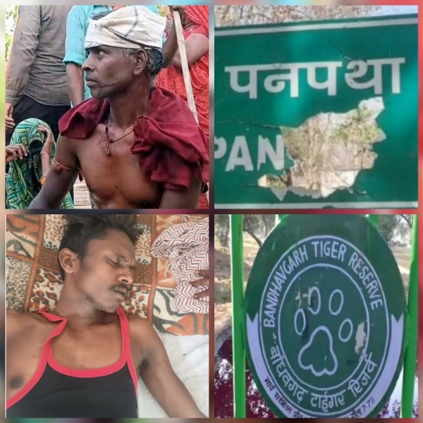 बाघिन के हमले से एक ही दिन में और एक ही गांव दो लोग घायल