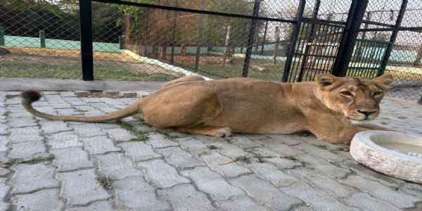 इटावा सफारी पार्क में दो दिन पहले बब्बर शेरनी रूपा से जन्मे चार शावकों में एक की मौत