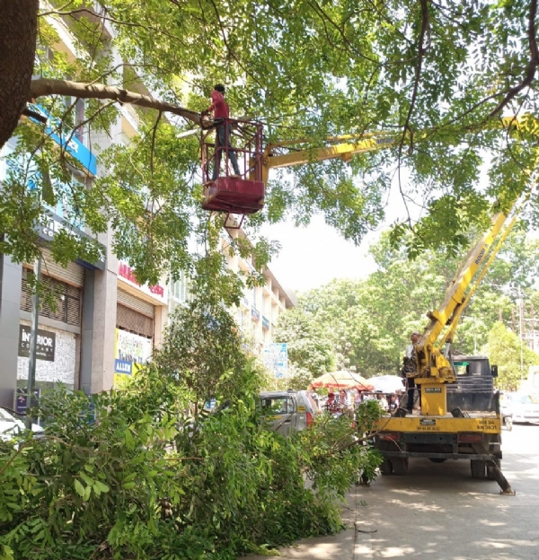 45% branches were pruned to prevent accidents