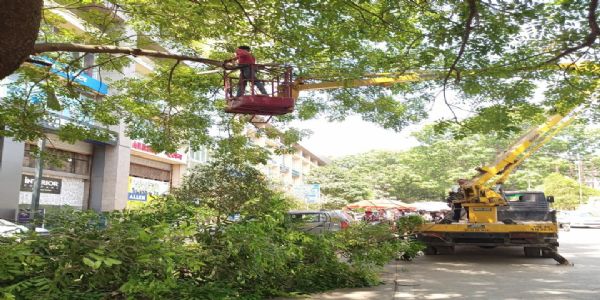 हादसे से बचाव हेतू टीएमसी ने 45%टहनियां छांट दी