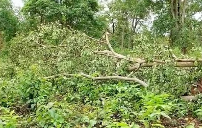 मप्र के वन (प्रतीकात्मक तस्वीर)