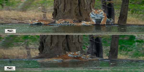 MP: Got the privilege of taking pictures of Kala Pahad tigress, descendant of the collared tigress, and her cubs - Kunaal Goyal