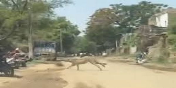 श्योपुर: एक बार फिर अपने शावकों के साथ गांव में पहुंची चीता ज्वाला, गाय का शिकार कर मिटाई भूख