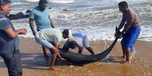 श्रीलंका में छह डॉल्फिन समुद्र तट पर मिलीं, चोट देखकर विज्ञानी चिंतित
