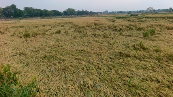 ग्राम पंचायत श्यामतराई नहर किनारे खेत में गिर गई है धान फसल।