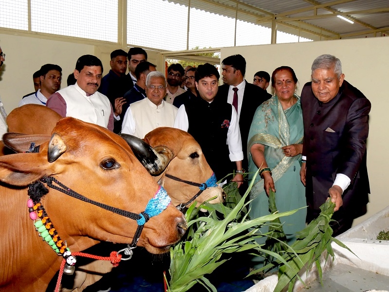 गौ-माताओं को चारा खिलाया