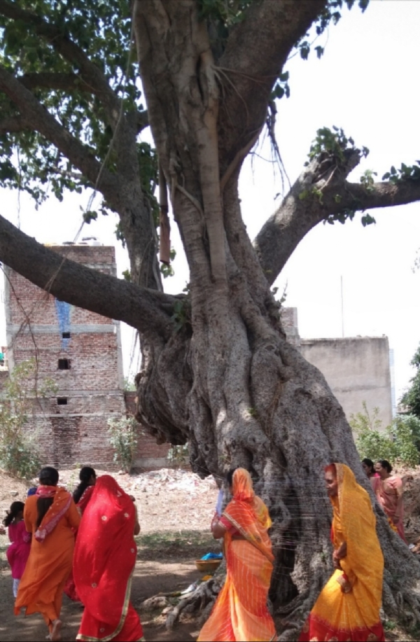 वटसावित्री व्रत विधान