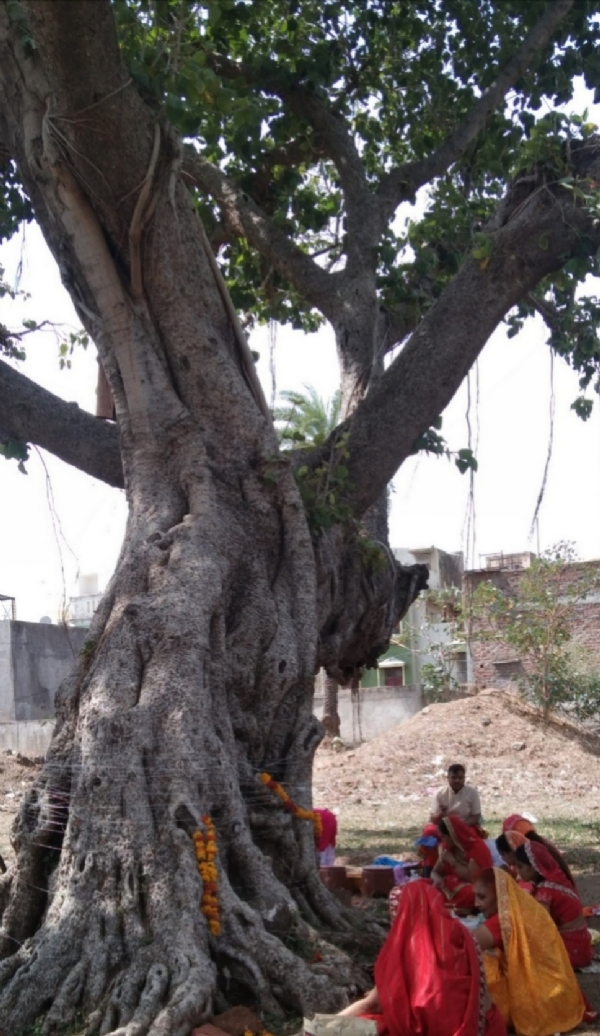 वटसावित्री व्रत विधान