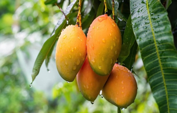 मुर्शिदाबाद जिले में आम