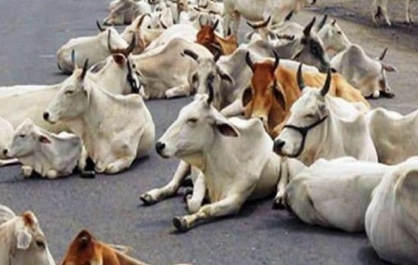निराश्रित गौवंश (प्रतीकात्मक तस्वीर)