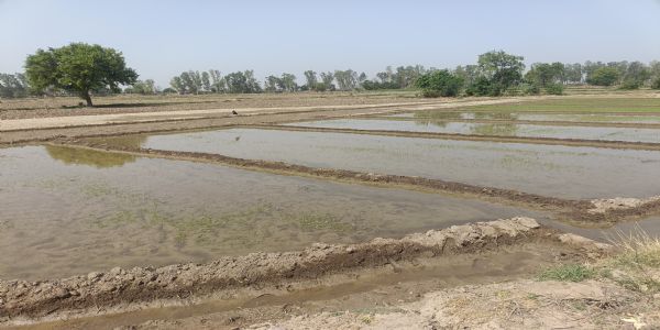 जींद : धान की पनीरी पर गर्मी का असर, हीट वेव से बचाव के लिए एडवाइजरी जारी