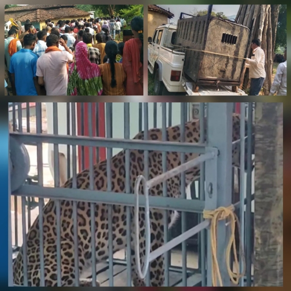 आदमखोर वन्य प्राणी तेंदुए पकड़ाया