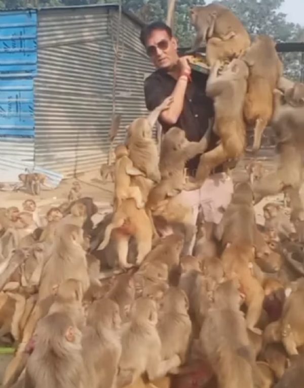 निस्वार्थ भाव से श्यामसुंदर सोनी बंदरों की कर रहे सेवा निस्वार्थ भाव से श्यामसुंदर सोनी बंदरों की कर रहे सेवा