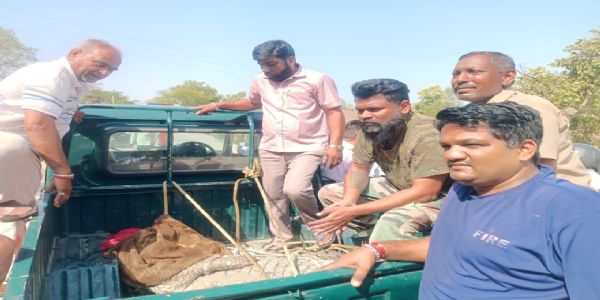 सुवनिया में साथ दिखे दो मगरमच्छ से दहशत में आए ग्रामीण, एक रेस्क्यू किया तो दूसरा नाले में कूदा