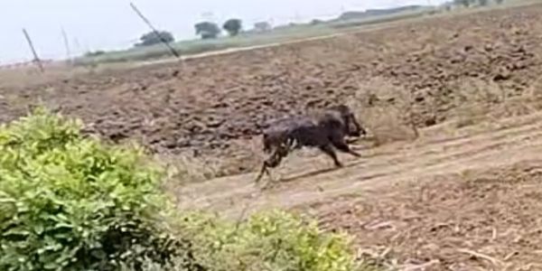 सिवान में जंगली सूअर का कहर, छह घायल