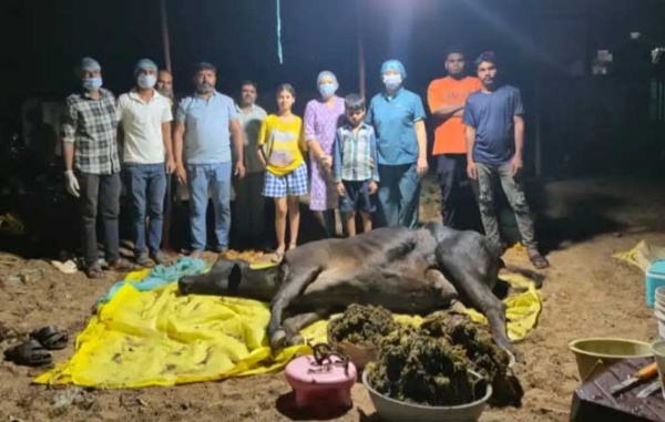 गाय के पेट से निकाली 80 किलो पॉलीथिन