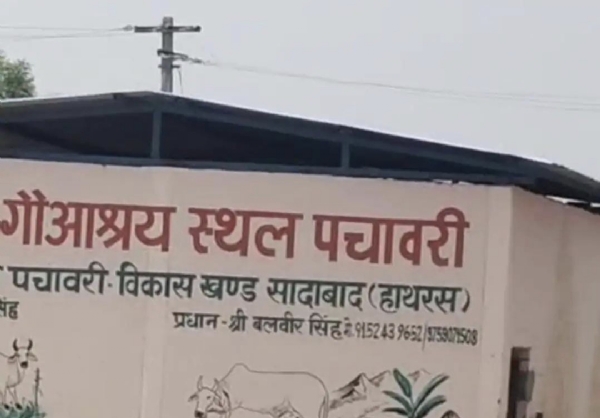 पचावरी गौशाला में गाय के शव की बेकद्री