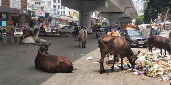 कोटा को कैटल फ्री बनाने का सपना टूटा, कोर्ट में याचिका दायर