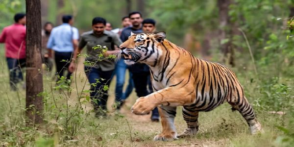रणथंभौर में टाइगर ने भीड़ पर किया हमला, कृषि पर्यवेक्षक और होमगार्ड घायल
