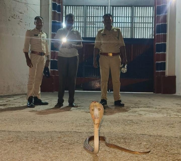 कोरबा जिला जेल के प्रवेश द्वार में बैठा था फन फैलाएं नाग, रेस्क्यु कर जंगल में छोड़ा गया कोरबा जिला जेल के प्रवेश द्वार में बैठा था फन फैलाएं नाग, रेस्क्यु कर जंगल में छोड़ा गया