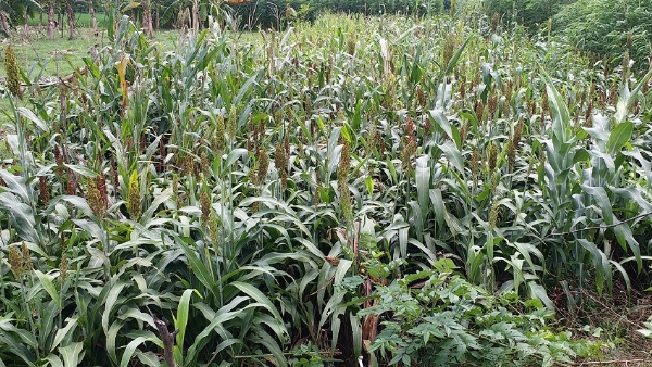धमदाहा के किसान के खेत में  लगी दुर्लभ फसल कौनी