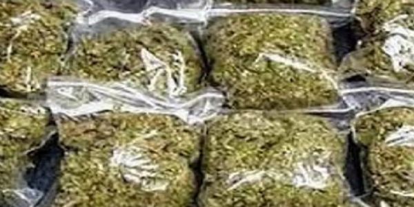 पुलिस ने 50 लाख का गांजा किया बरामद, एक गिरफ्तार
