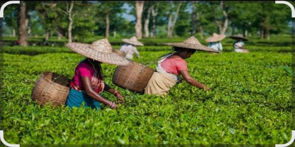 चाय बागानों में गर्मी के कारण बदली गई समय-सारिणी