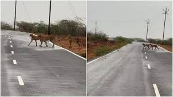 कूनो से निकलकर मुरैना पहुंचे पांच चीतेान