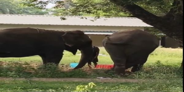 झारखंड में एआई तकनीक से होगी हाथियों की सुरक्षा
