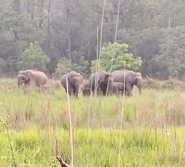 पार्क में घूमते हाथी पार्क में घूमते हाथी