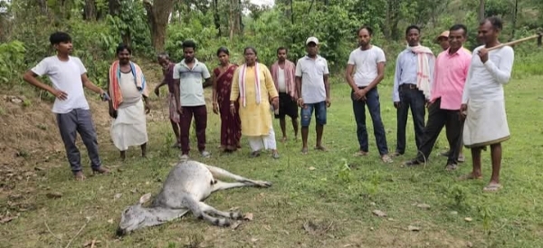 घटनास्थल पर मृत मवेशी का जायजा लेते गांव पहुंची आरती कुजूर व ग्रामीण