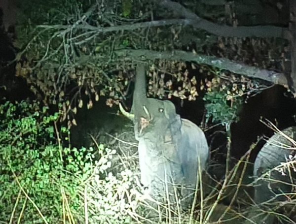 देर रात ग्रमीणाें के खेत में लगे पेड काे ताेडते देर रात ग्रमीणाें के खेत में लगे पेड काे ताेडते