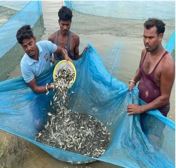 मत्स्य पालन
