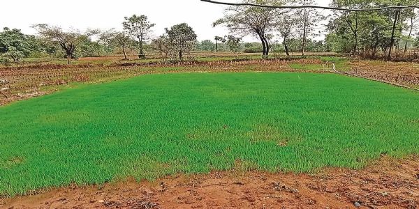 वाराणसी में सुबह से बारिश,मौसम हुआ खुशनुमा,धान की नर्सरी डालने की तैयारी