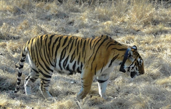 टाइगर रिजर्व