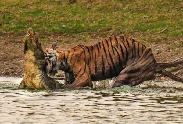रणथंभौर में प्रसिद्ध बाघिन ‘एरोहेड’