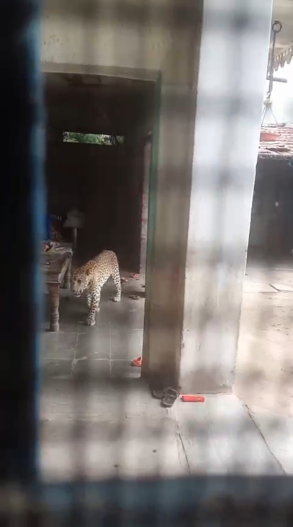 भीलवाड़ा के आसींद में लेपर्ड का कहर, 2 किमी क्षेत्र में मचाया आतंक, बच्चा समेत 8 लोगों पर हमला