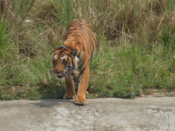 टाइगर t 8 टाइगर t 8