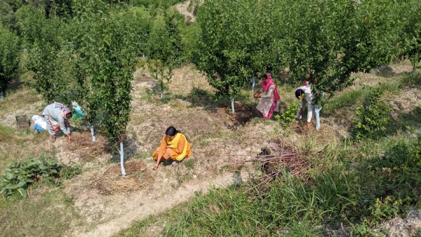 एचपी शिवा परियोजना के तहत प्लम के बाग में कार्यकरते बागवान।