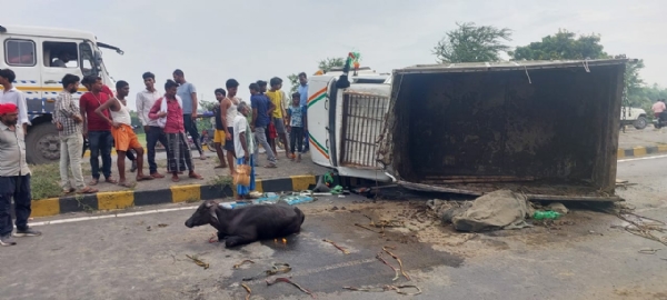 अररिया फोटो:फोरलेन सड़क पर पलटी मवेशी गाड़ी अररिया फोटो:फोरलेन सड़क पर पलटी मवेशी गाड़ी