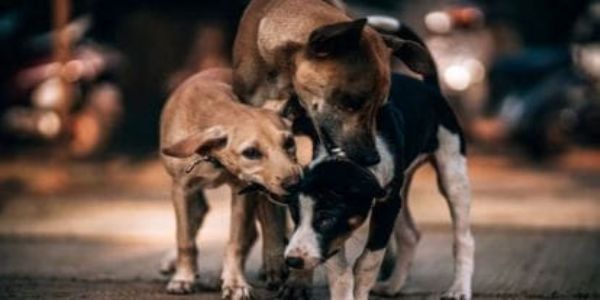 बंगाल के स्कूलों में अब छात्रों को संवेदनशील बनाने के लिए आवारा कुत्तों को खाना खिलाने की योजना