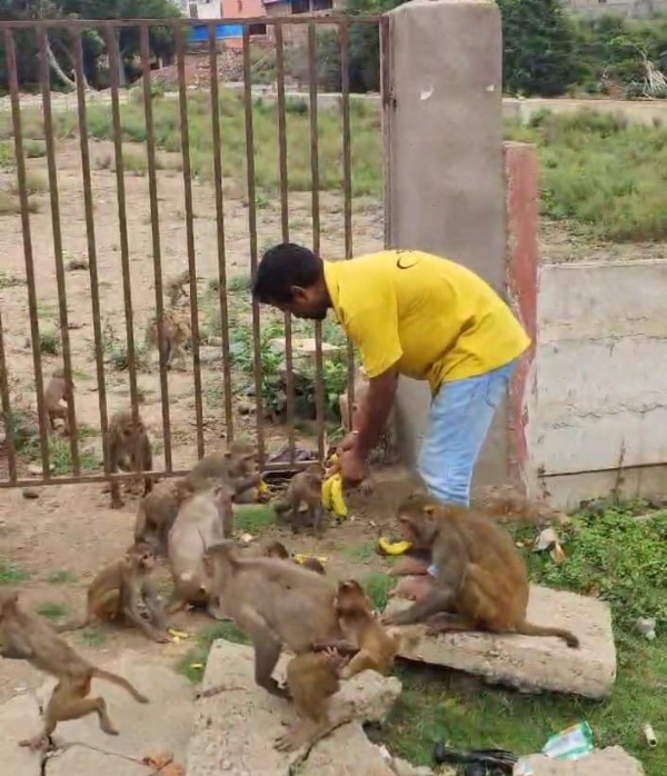 आंजनेय सेवा ट्रस्ट प्रतिदिन बंदरों को खिला रहा केला और चना