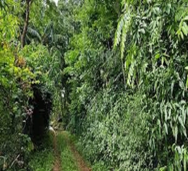 मियावाकी पद्धति से तैयार जंगल का छाया चित्र