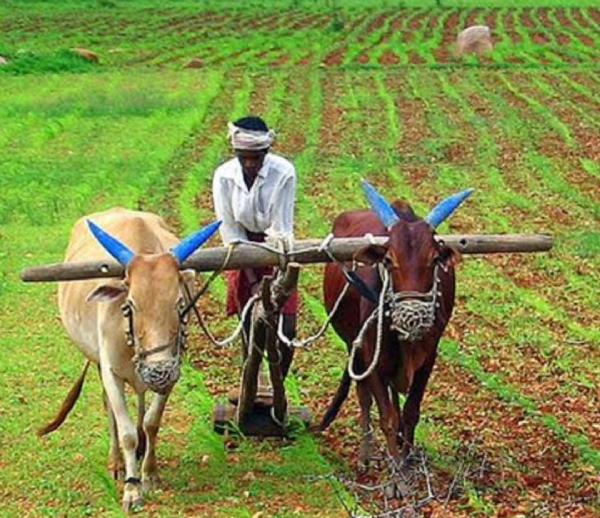 दलहन की जगह किसानों का रुझान तिलहन की ओर