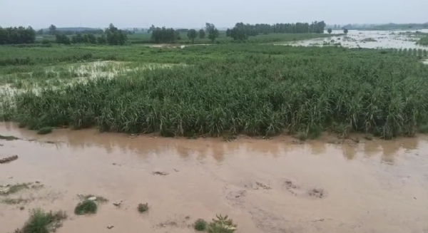 तेज बारिश और सोलानी नदी के बढ़ते बहाव ने लक्सर की गन्ना फसलों को डुबोया, किसानों में भारी नुकसान की आशंका