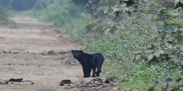 मानाह राष्ट्रीय उद्यान में पर्यटकों के आकर्षण का केंद्र बना ब्लैक पैंथर